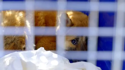 Hyunjung Kim/BBC News A dog curled up in a cage looks through the grate