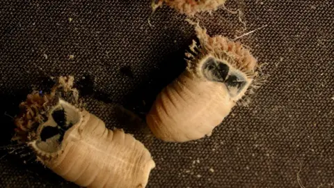 Tony Jolliffe Mud owl