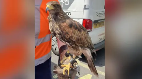 Network Rail A close-up of a Harris hawk sitting on a gloved hand