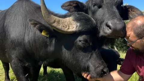 A man bends down to stroke under the neck of a friendly-looking black buffalo and his buffalo mate