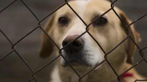 Getty Images Dog behind a wire fence