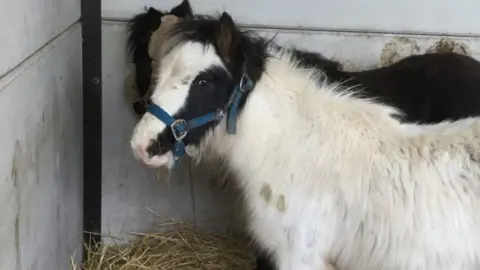 Help for Horses Two foals