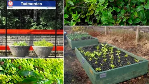 BBC/Incredible edible Herbs and salad leaves grown at Todmorden railway station