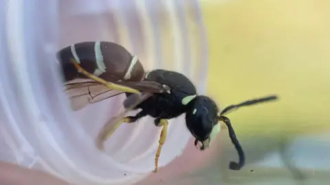 This wasp is smaller than a common wasp. The wasp is mostly black with creamy stripes and orange legs.