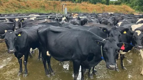 Cows at Nantybach Farm