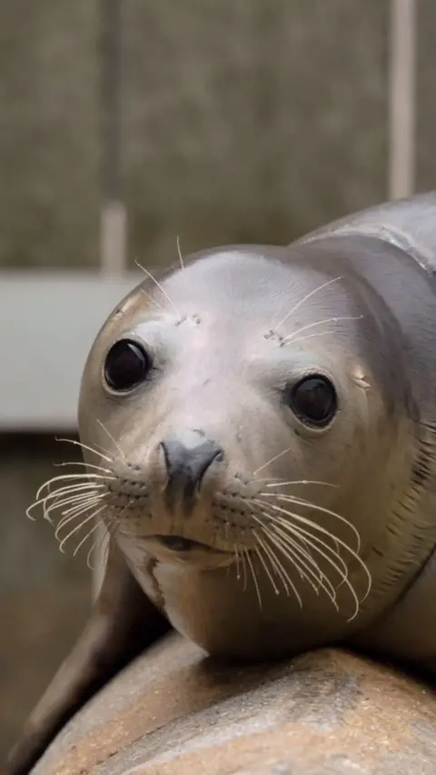 A seal sat on a piece of rock. It is facing the camera and is grey in colour with large black eyes. There is a grey wall in the background.