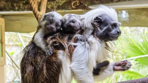 Two baby primates on the back of their parent. The parent has gifts of white hair on its head.
