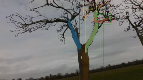 An image of a tree with blue, green and red lines which indicate analysis being conducted by artificial intelligence software.
