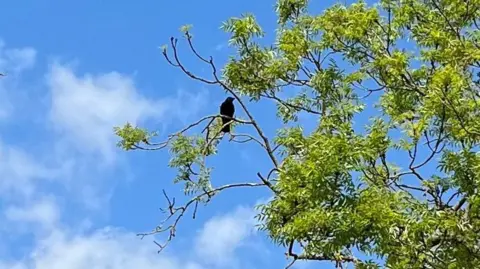 An adult crow in a tree
