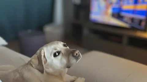 Luca Carano Luna the dog sits on the sofa and looks back towards the camera, while in the background the TV is on.