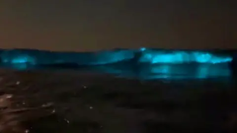 Electric blue waves from bioluminescent plankton