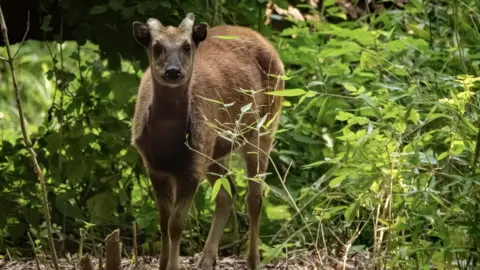 Ella Slinn A Philippine spotted deer