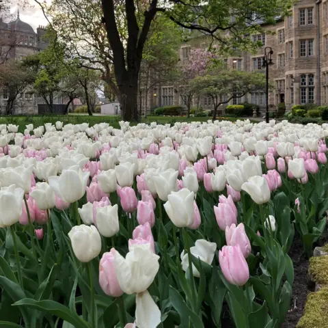 Chris Gordon A huge mass of white and pink tulips in front of a stone building with lots of windows.