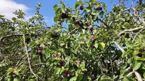 A set of damson trees with purple fruits and green leaves. They are seen against a blue sky with light fluffy clouds.