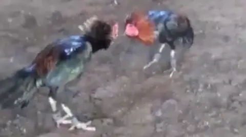 A blurry photo taken from a video of two cockerels fighting.