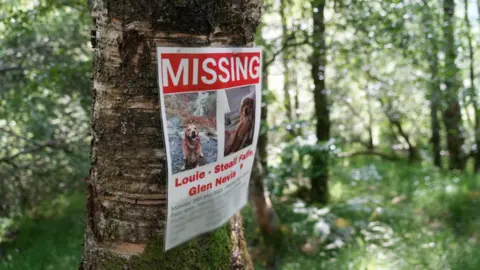 Missing poster on a tree in a wood, featuring photos of Louie a golden retriever with information about where he went missing