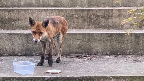 Blakeley Bermingham A thin red fox stands on concrete garden steps next to a small plastic water container and a plate of food. The fox has visible patches of fur loss on its back and legs, consistent with mange.