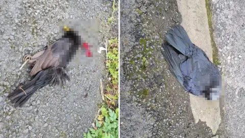 Graham Foster The animals