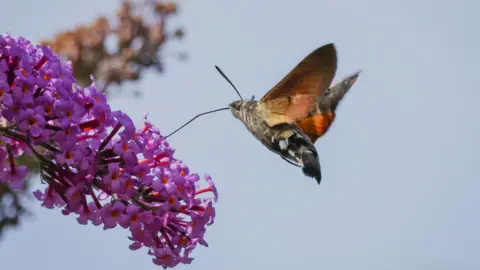 A butterfly, wings spread, is coming to land on a pink flower.
