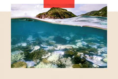 Getty Images An underwater photograph showing coral that has been bleached white