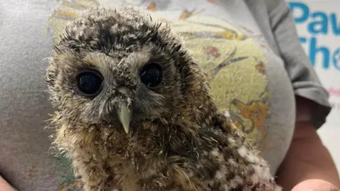 The owlet being held by a volunteer from the animal rescue charity. The bird has big dark eyes and a white beak. It's feathers are fluffy and sticking out. They are white and brown in colour.