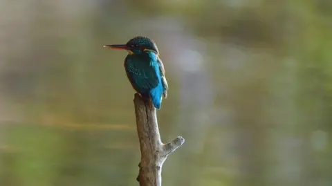 Libby Penman Kingfisher