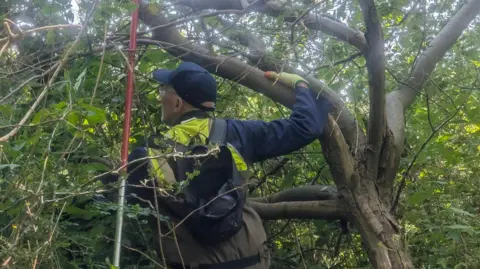 Peter Ellis is wearing a navy cap and jumper with a yellow hi-vis vest on over the top. He has gloves on and he is climbing on part of a tree to pull up Himalayan Balsam from a riverbank.