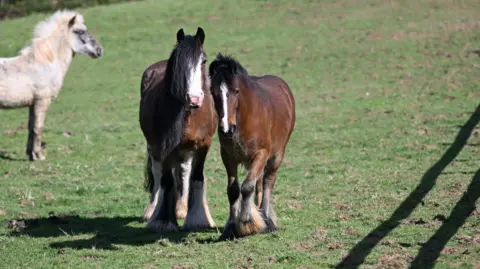 The Mare and Foal Sanctuary A mare and foal standing side-by-side in a field. They are brown in colour. A white horse is standing in the blurred background.