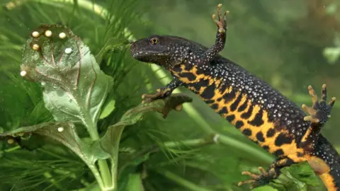 Getty Images Female Great Crested Newt