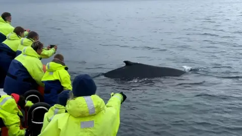 Humpback whale in Summer Isles