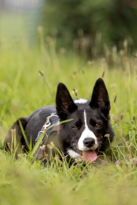 Ellen Cooper A black and white border collie in the grass with his tongue out.