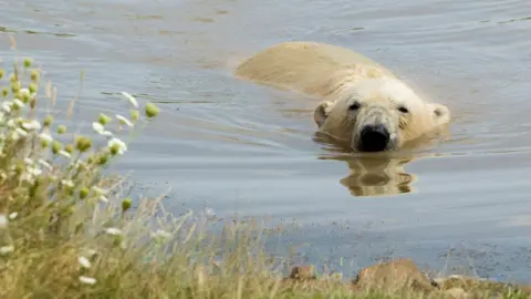 PA Polar bear in the water at Yorkshire Wildlife Park