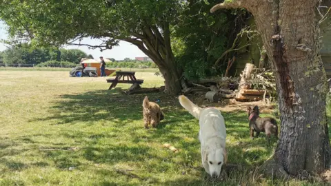 The Dog Play Company Dogs in a field