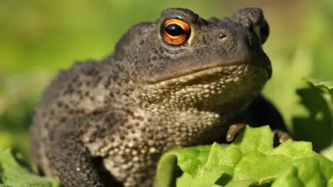 Getty Images Common toad
