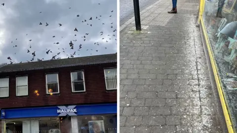 Mark Knight Pigeons in Biggleswade