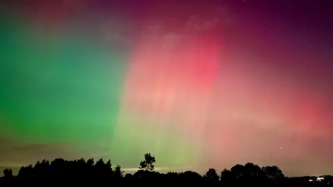 Green, pink and purple lights fill the sky with trees in black silhouette