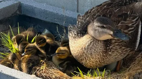 A close-up of a mother duck with several fluffy ducklings in a plant pot.