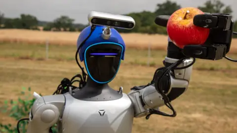 Harper Adams University A humanoid robot holds a red apple in the air it has just picked from a tree.