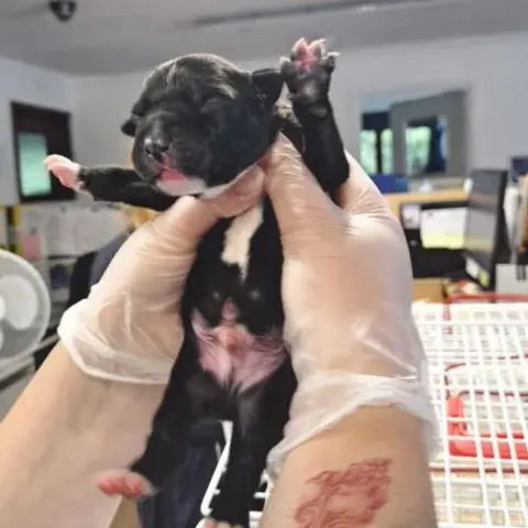 RSPCA Solent Branch Two gloved hands holding a dark brown/black and white puppy. Its eyes are closed and all four paws are stretched out.