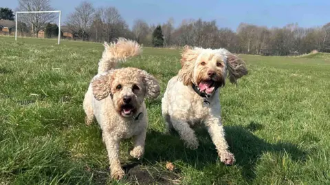 Abigail Booth Two golden fluffy dogs run through a field