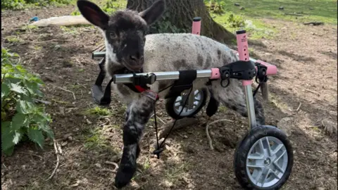 Lamb with wheels 