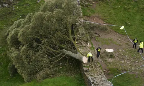 The Sycamore Gap tree was felled illegally last year
