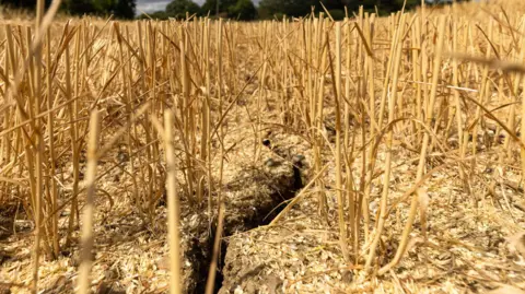 Getty Dead brown grass growing out of of cracked, dry earth.