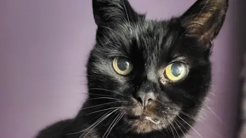 Louly has black fur and light green eyes. She is sitting upright with her ears pricked up.
