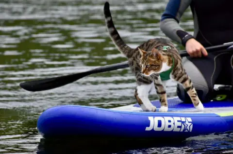 Lucy Francom Bongo, a tabby cat stands on the front of a blue paddle board. Behind him someone is kneeling on the paddle board with a paddle. A green harness is visible around his neck and body. 