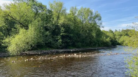 The River Tees on a sunny day, rocks are visible in the water and trees and bushes are at the water's edge.