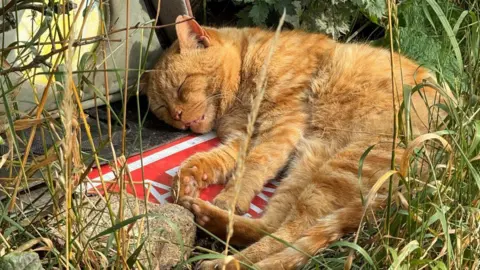 Supplied A ginger cat lies asleep content in long grass