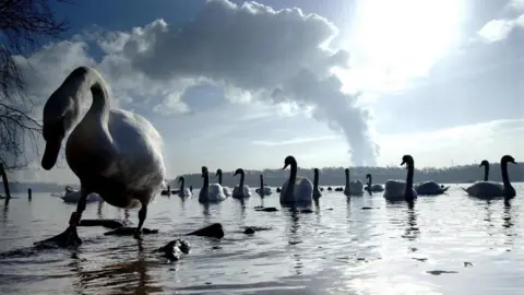 A large number of swans swim along in a lake. A swan in the foreground walks on the lake's shore. It has a tag around its foot. 