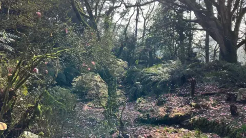 The cockpit is full of tree ferns and there are dark pink magnolia flowers in the foreground. The area is bathed in light and the floor covered in fallen magnolia petals.