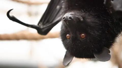 Jersey Zoo A Livingstone fruit bat looking up at the camera. It has small brown eyes.